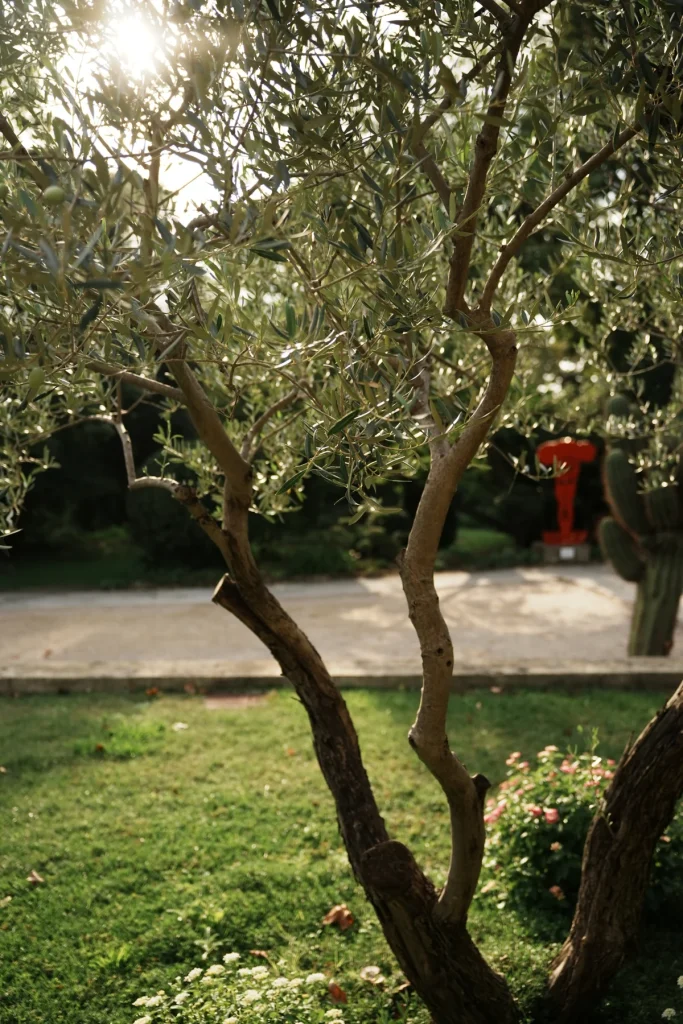 Arbres et lumière dans le jardin de Verchant