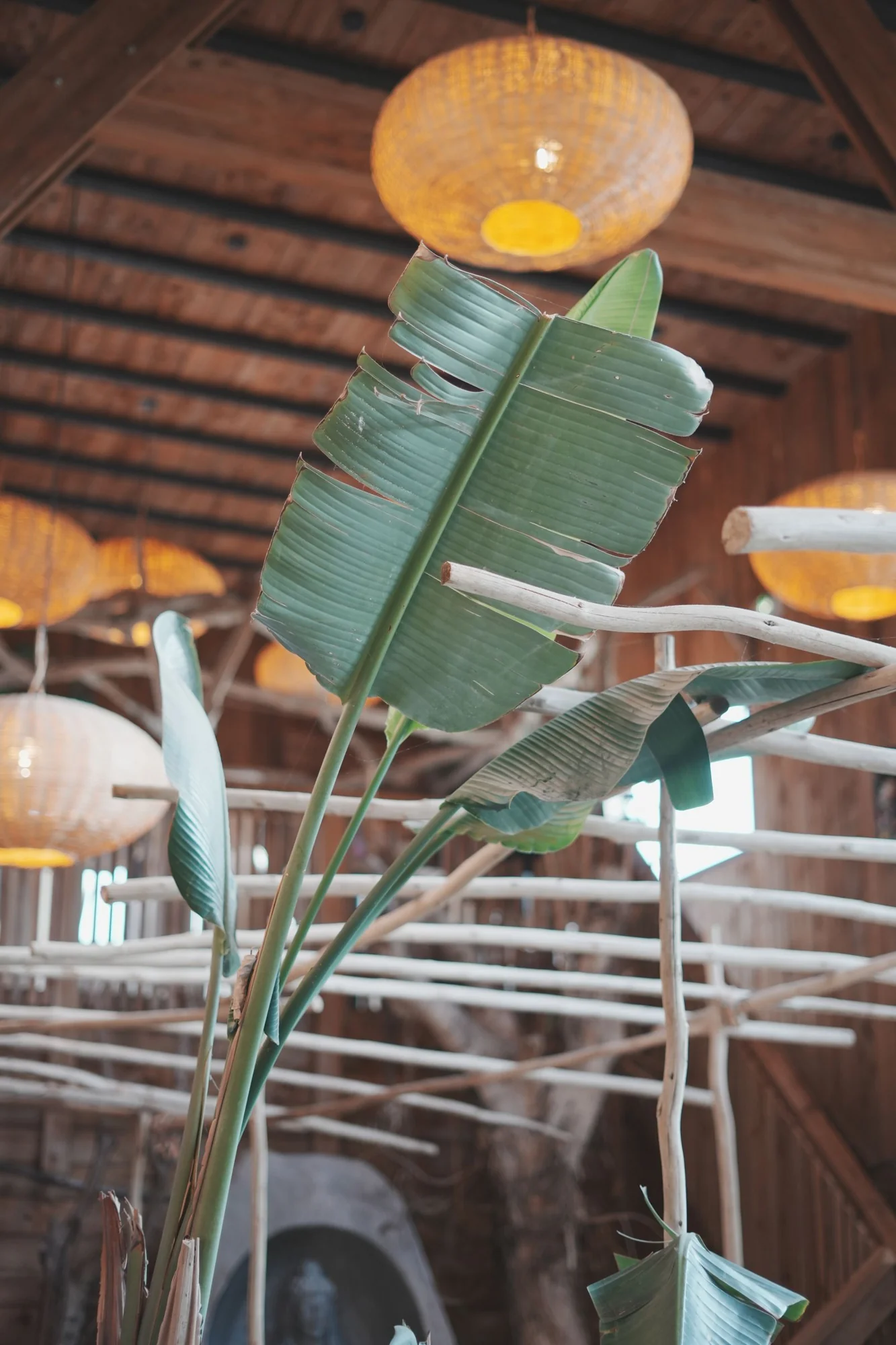 Banana leaves and a woven pendant light &mdash; Villa Occitana